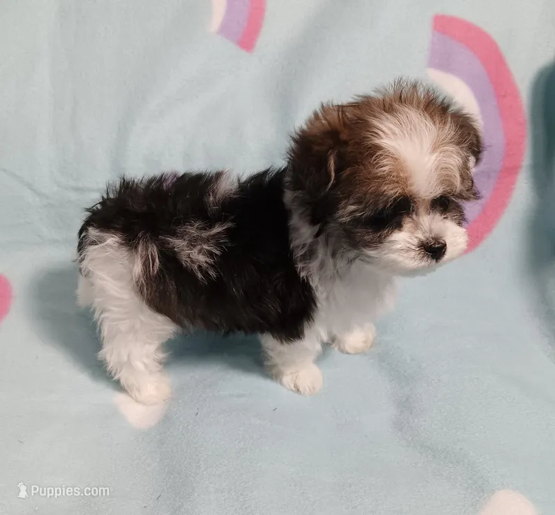 Tinker"personality"belle – Miniature Schnauzer, Maltipoo puppy for sale in Van Buren, AR
