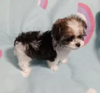Tinker"personality"belle, a female Miniature Schnauzer and Maltipoo for sale in Van Buren, AR – 1 of 7