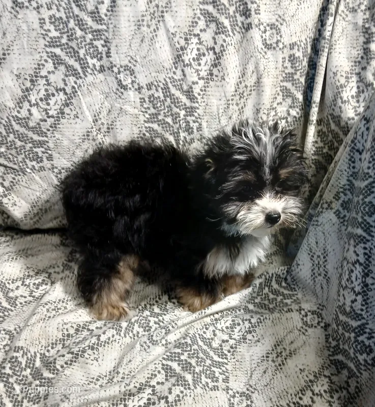 Travis  – Yorkipoo, Miniature Australian Shepherd puppy for sale in Van Buren, AR