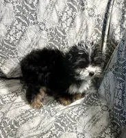 Travis , a male Yorkipoo and Miniature Australian Shepherd for sale in Van Buren, AR – 2 of 9