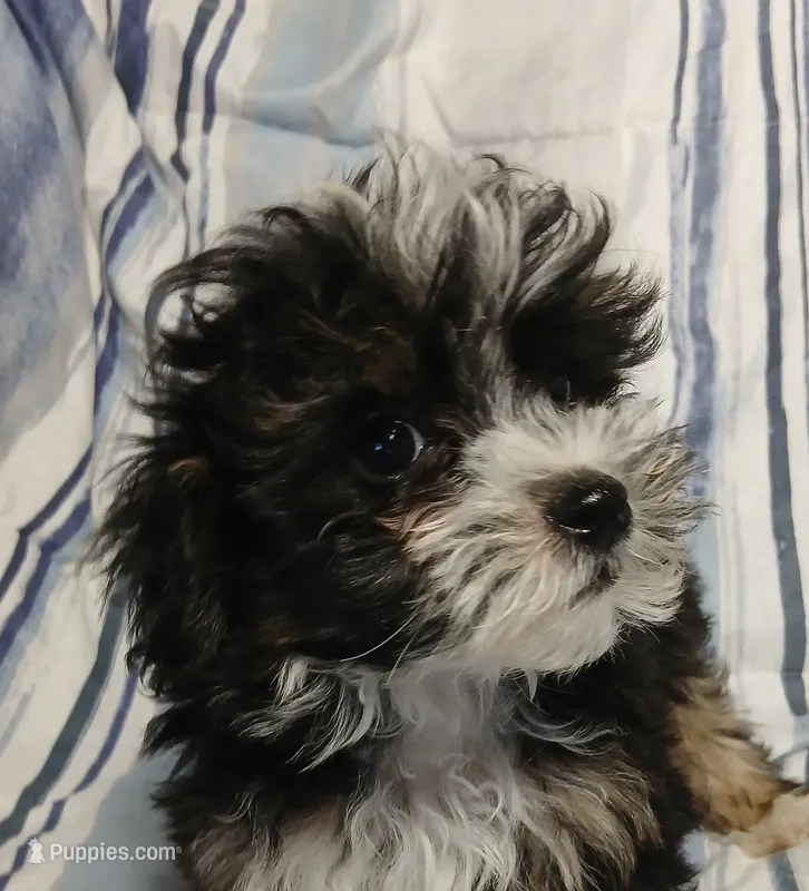 Travis  – Yorkipoo puppy for sale in Van Buren, AR