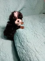 Trevor, a male Yorkipoo and Miniature Australian Shepherd for sale in Van Buren, AR – 5 of 5