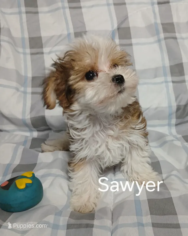 Sawyer – Miniature Schnauzer, Yorkipoo puppy for sale in Van Buren, AR