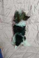 Tinker"personality"belle, a female Miniature Schnauzer and Maltipoo for sale in Van Buren, AR – 7 of 8