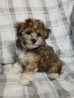 Tator - holding for Eddie and Barbara Carpenter , a male Miniature Schnauzer and Yorkipoo for sale in Van Buren, AR – 5 of 9