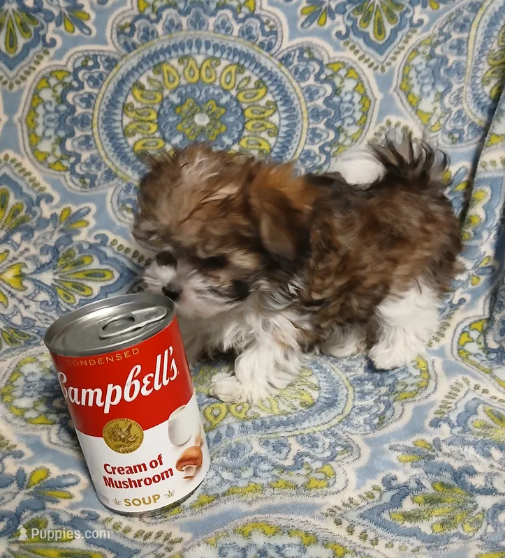 Trinket – Miniature Schnauzer, Yorkipoo puppy for sale in Van Buren, AR