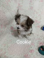 Cookie on hold for Clarke and Natalie , a female Miniature Schnauzer and Yorkipoo for sale in Van Buren, AR – 5 of 8