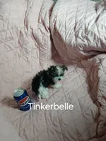 Tinker"personality"belle, a female Miniature Schnauzer and Maltipoo for sale in Van Buren, AR – 5 of 8