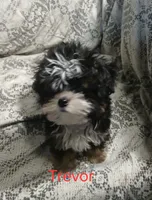 Trevor, a male Yorkipoo and Miniature Australian Shepherd for sale in Van Buren, AR – 3 of 9