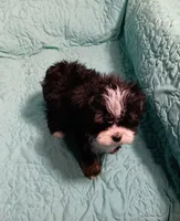 Trevor, a male Yorkipoo and Miniature Australian Shepherd for sale in Van Buren, AR – 2 of 5