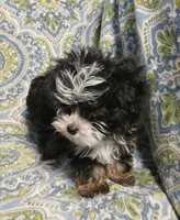 Trevor, a male Yorkipoo and Miniature Australian Shepherd for sale in Van Buren, AR – 8 of 9