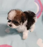Tinker"personality"belle, a female Miniature Schnauzer and Maltipoo for sale in Van Buren, AR – 6 of 7