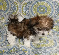 Trinket - holding for Amanda, a female Miniature Schnauzer and Yorkipoo for sale in Van Buren, AR – 3 of 8