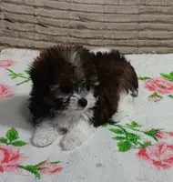Trinket, a female Miniature Schnauzer and Yorkipoo for sale in Van Buren, AR – 2 of 8