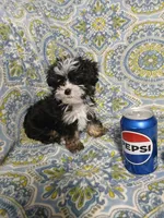 Trevor, a male Yorkipoo and Miniature Australian Shepherd for sale in Van Buren, AR – 1 of 9