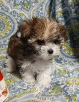 Trinket - holding for Amanda, a female Miniature Schnauzer and Yorkipoo for sale in Van Buren, AR – 1 of 8