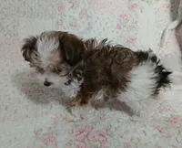 Cookie on hold for Clarke and Natalie , a female Miniature Schnauzer and Yorkipoo for sale in Van Buren, AR – 8 of 8