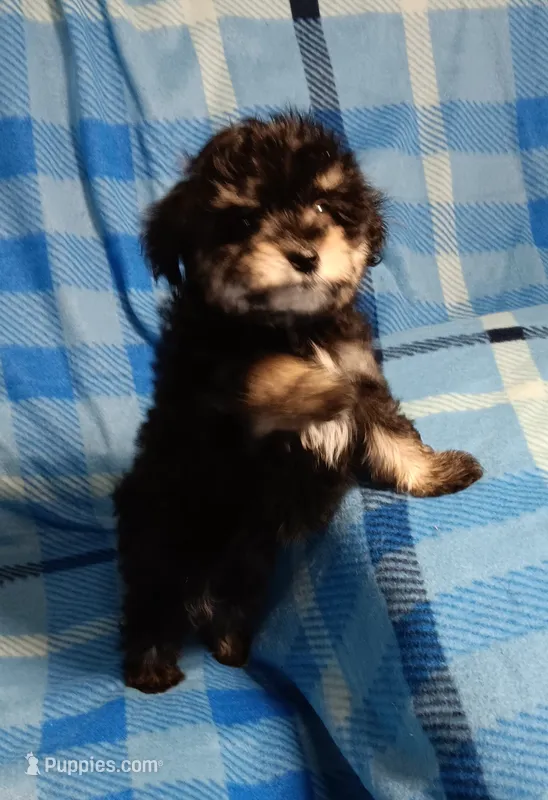 Scamper  – Miniature Schnauzer, Maltipoo puppy for sale in Van Buren, AR