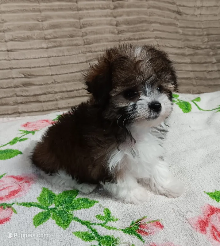 Trinket – Miniature Schnauzer, Yorkipoo puppy for sale in Van Buren, AR
