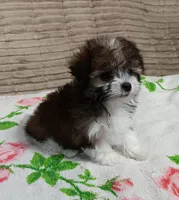 Trinket, a female Miniature Schnauzer and Yorkipoo for sale in Van Buren, AR – 7 of 8
