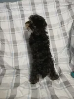 Scamper , a male Miniature Schnauzer and Maltipoo for sale in Van Buren, AR – 5 of 9