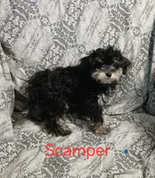 Scamper , a male Miniature Schnauzer and Maltipoo for sale in Van Buren, AR – 4 of 9