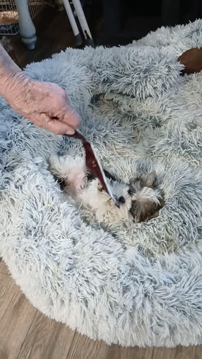 Tinker"personality"belle, a female Miniature Schnauzer and Maltipoo for sale in Van Buren, AR – 8 of 8