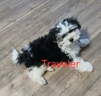 Traveler - holding for Tara, a male Miniature Schnauzer and Maltipoo for sale in Van Buren, AR – 2 of 8