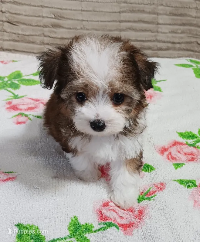 Cookie – Miniature Schnauzer, Yorkipoo puppy for sale in Van Buren, AR
