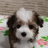 Cookie, a female Miniature Schnauzer and Maltipoo for sale in Van Buren, AR – 4 of 5