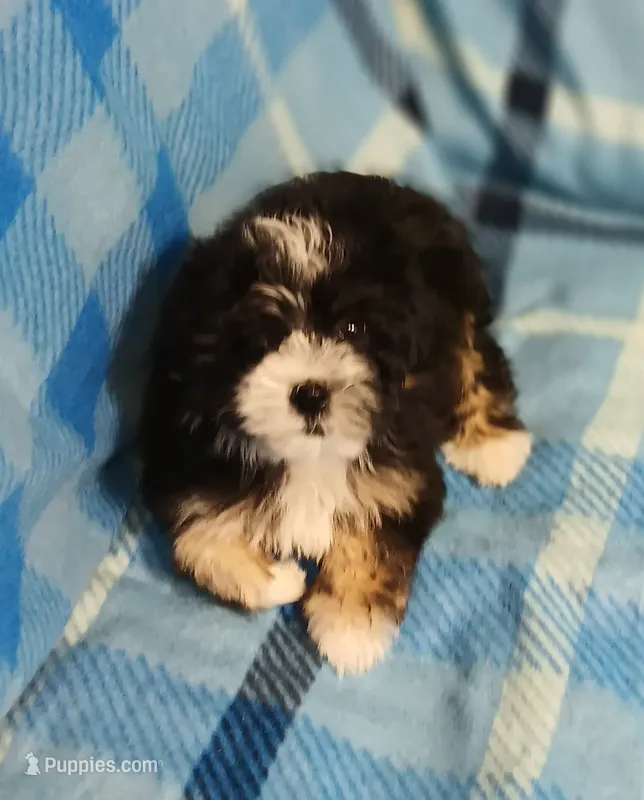 Travis  – Yorkipoo, Miniature Australian Shepherd puppy for sale in Van Buren, AR