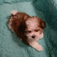 Sawyer, a male Miniature Schnauzer and Yorkipoo for sale in Van Buren, AR – 3 of 6