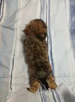 Peanut  AKA  "Loverboy", a male Miniature Schnauzer and Maltipoo for sale in Van Buren, AR – 4 of 9