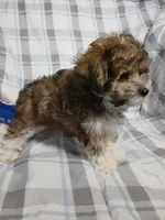 Tator - holding for Eddie and Barbara Carpenter , a male Miniature Schnauzer and Yorkipoo for sale in Van Buren, AR – 4 of 9