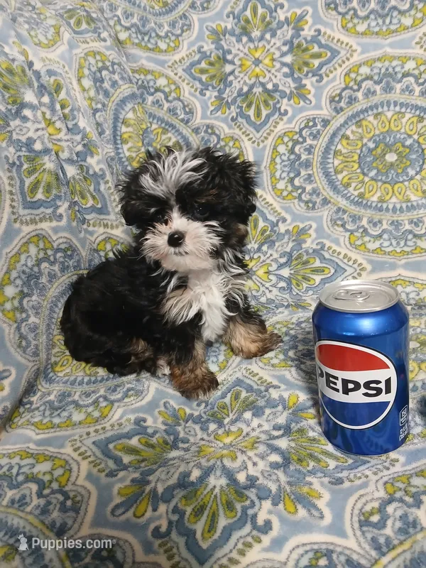 Trevor – Yorkipoo, Miniature Australian Shepherd puppy for sale in Van Buren, AR