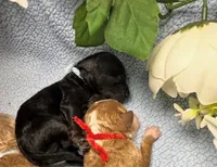 Oreo , a male Miniature Goldendoodle for sale in Casa Grande, AZ – Photo 2 of 3