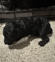 Oreo , a male Miniature Goldendoodle for sale in Casa Grande, AZ – Photo 3 of 3