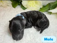 Oreo , a male Miniature Goldendoodle for sale in Casa Grande, AZ – Photo 1 of 3