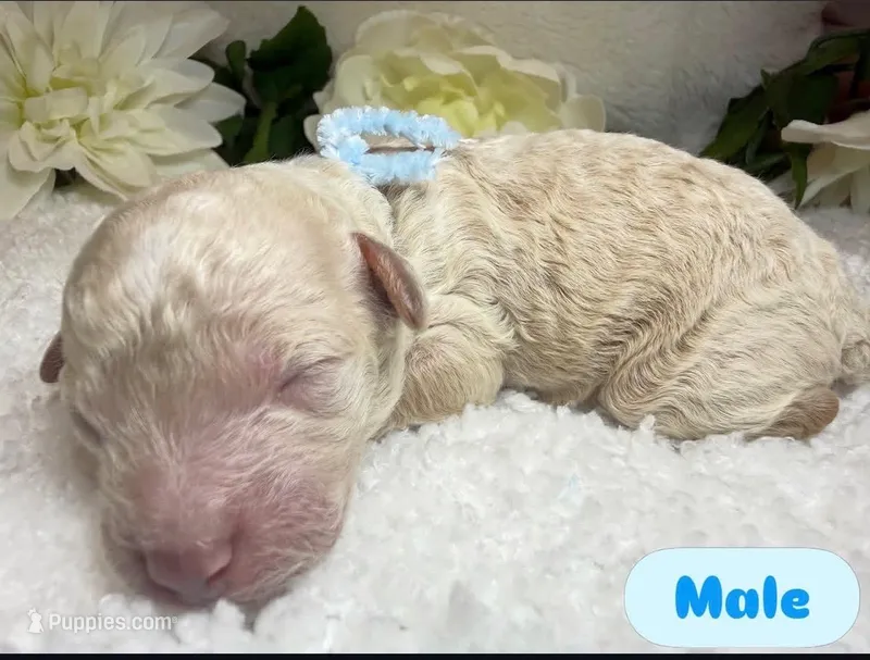 Snow – Goldendoodle puppy for sale in Casa Grande, AZ