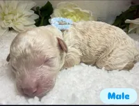 Snow, a male Goldendoodle for sale in Casa Grande, AZ – Photo 1 of 3