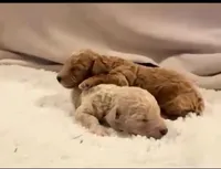 Snow, a male Goldendoodle for sale in Casa Grande, AZ – Photo 2 of 3