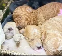 Snow, a male Goldendoodle for sale in Casa Grande, AZ – Photo 3 of 3