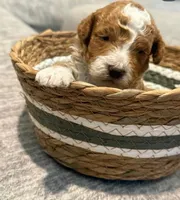 Spot , a male Miniature Goldendoodle for sale in Casa Grande, AZ – Photo 3 of 3