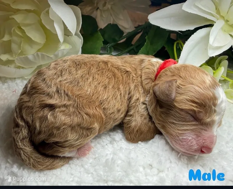 Spot  – Miniature Goldendoodle puppy for sale in Casa Grande, AZ