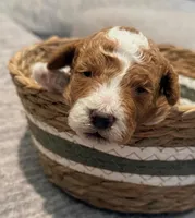 Spot , a male Miniature Goldendoodle for sale in Casa Grande, AZ – Photo 2 of 3