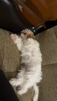 Molly , a female Cavapoo for sale in Chicago, IL – 3 of 5
