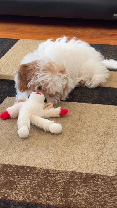 Molly , a female Cavapoo for sale in Chicago, IL – 4 of 5