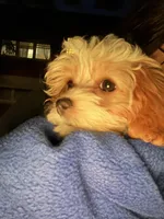 Molly , a female Cavapoo for sale in Chicago, IL – 2 of 5