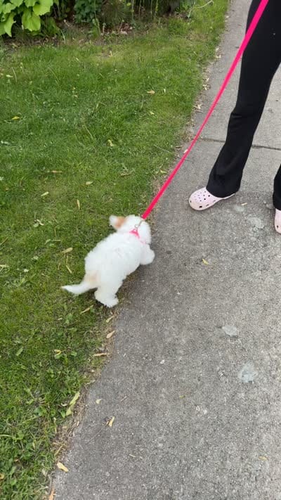 Molly , a female Cavapoo for sale in Chicago, IL – 5 of 5
