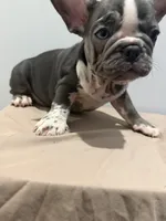 Nyla, a female French Bulldog for sale in Lincoln, AL – 4 of 5
